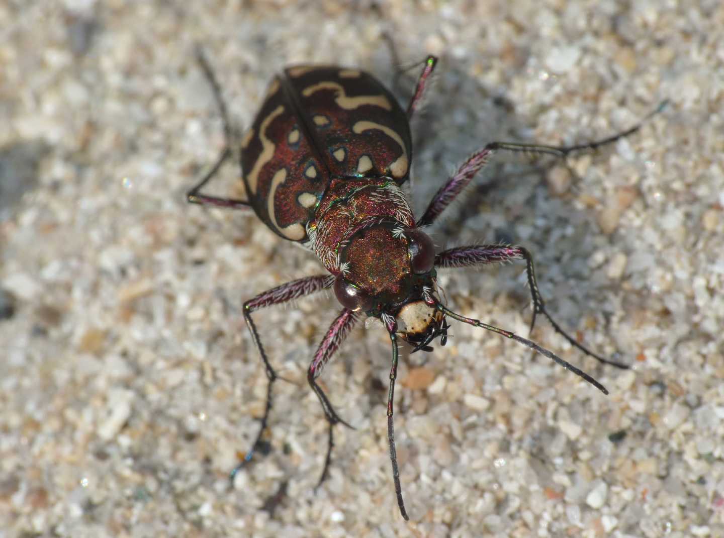 Lophyra flexuosa sardea e Calomera littoralis